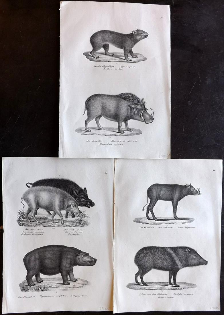 Schinz & Brodtmann 1827 Lot of 3 Prints. Pigs & Hippo: Folio Lithograph Published Zurich 1827 for "Naturhistorische Abbildungen der Saeugethiere" by Heinrich Rudolph Schinz. Lithographed by Karl Joseph Brodtmann. Paper Size: 13 x 9.5 inch (33 x 24cm) Good