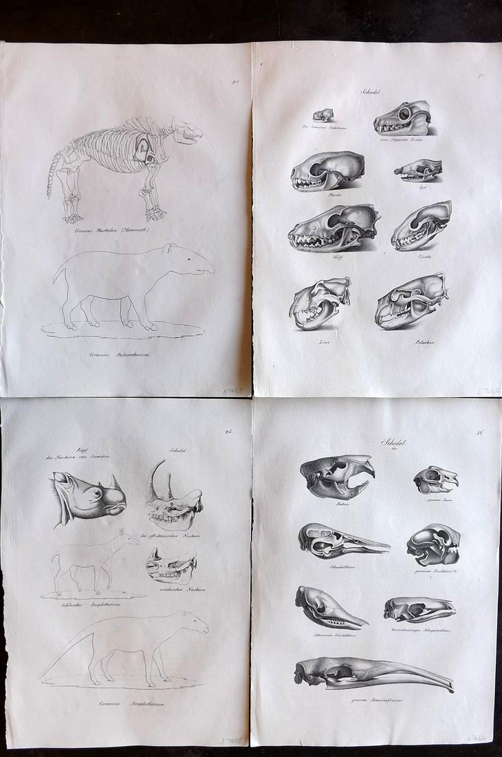 Schinz & Brodtmann 1827 Lot of 4 Folio Prints. Anatomy: Folio Lithograph Published Zurich 1827 for "Naturhistorische Abbildungen der Saeugethiere" by Heinrich Rudolph Schinz. Lithographed by Karl Joseph Brodtmann. Paper Size: 13 x 9.5 inch (33 x 24cm) Good