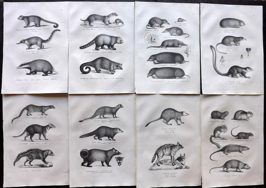 Schinz & Brodtmann 1827 Lot of 8 Folio Prints. Rodents: Folio Lithographs Published Zurich 1827 for "Naturhistorische Abbildungen der Saeugethiere" by Heinrich Rudolph Schinz. Lithographed by Karl Joseph Brodtmann. Paper Size: 13 x 9.5 inch (33 x 24cm) Goo