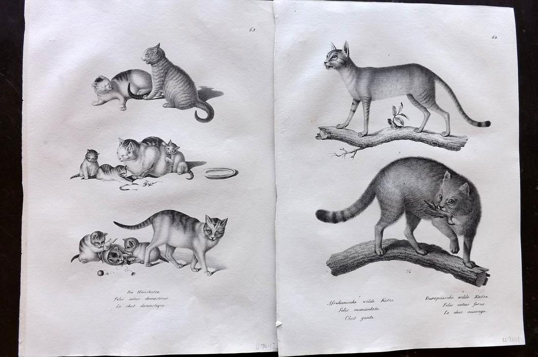 Schinz & Brodtmann 1827 Pair of Folio Prints. Cats: Folio Lithograph Published Zurich 1827 for "Naturhistorische Abbildungen der Saeugethiere" by Heinrich Rudolph Schinz. Lithographed by Karl Joseph Brodtmann. Paper Size: 13 x 9.5 inch (33 x 24cm) Good
