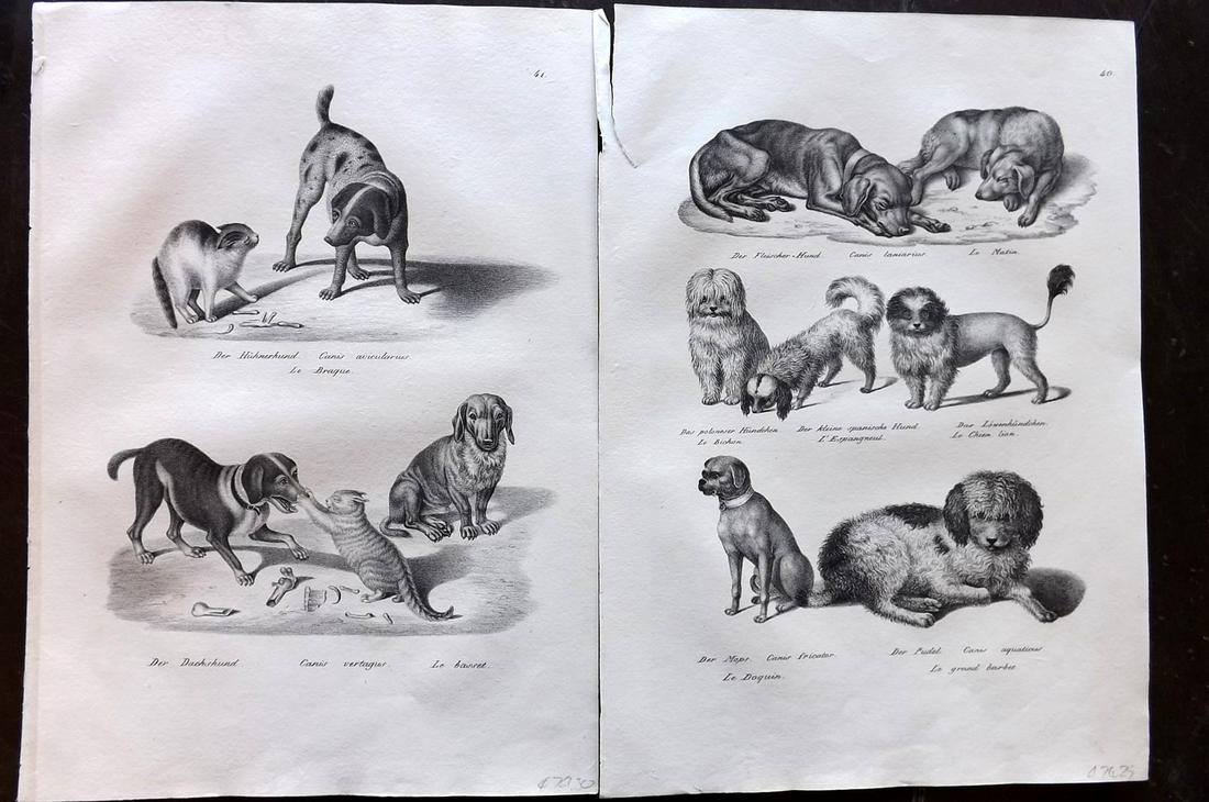 Schinz & Brodtmann 1827 Pair of Folio Prints. Dogs: Folio Lithograph Published Zurich 1827 for "Naturhistorische Abbildungen der Saeugethiere" by Heinrich Rudolph Schinz. Lithographed by Karl Joseph Brodtmann. Paper Size: 13 x 9.5 inch (33 x 24cm) Good