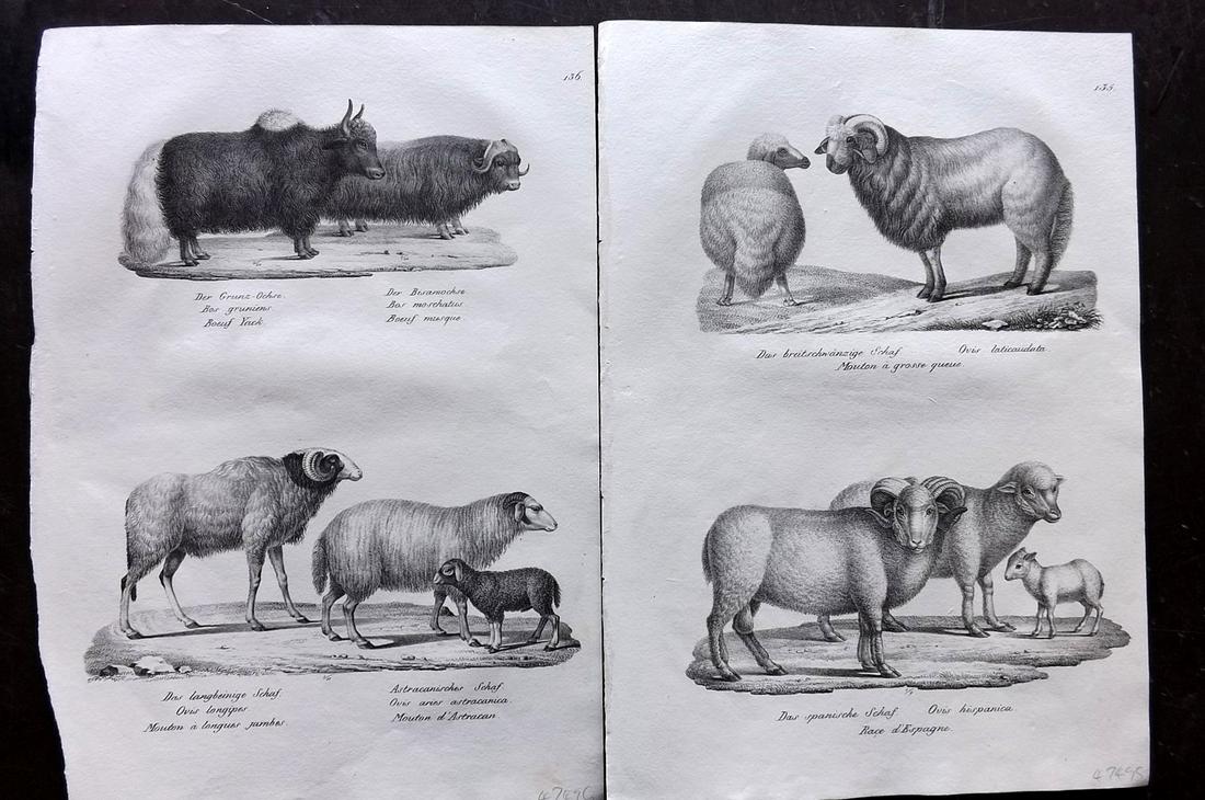 Schinz & Brodtmann 1827 Pair of Folio Prints. Sheep: Folio Lithograph Published Zurich 1827 for "Naturhistorische Abbildungen der Saeugethiere" by Heinrich Rudolph Schinz. Lithographed by Karl Joseph Brodtmann. Paper Size: 13 x 9.5 inch (33 x 24cm) Very