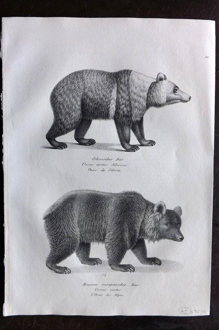 Schinz & Brodtmann 1827 Print. European & Siberia Bear: Folio Lithograph Published Zurich 1827 for "Naturhistorische Abbildungen der Saeugethiere" by Heinrich Rudolph Schinz. Lithographed by Karl Joseph Brodtmann. Paper Size: 13 x 9.5 inch (33 x 24cm) Good