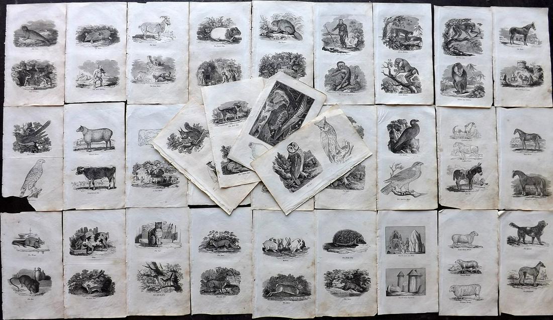 Shaw, Simeon 1823 Lot 31 Natural History & Bird Prints: Wood Engravings (Reverse side blank) Published 1823, London for "Nature Displayed in the Heavens, and on the Earth" by Simeon Shaw. Paper Size: 8 x 4.5 inch (20 x 12cm) Some margin toning, images fine