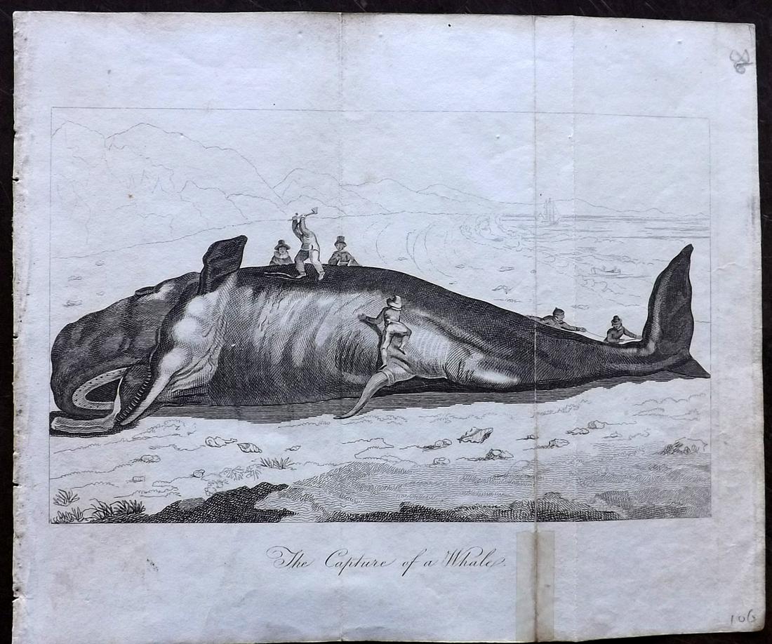 Shaw, Simeon 1823 Print. The Capture of a Whale: Copper Plate Published 1823, London for "Nature Displayed in the Heavens, and on the Earth" by Simeon Shaw. Folds as issued. Paper Size: 9 x 8 inch (23 x 20cm) Minor background toning. Closed split in