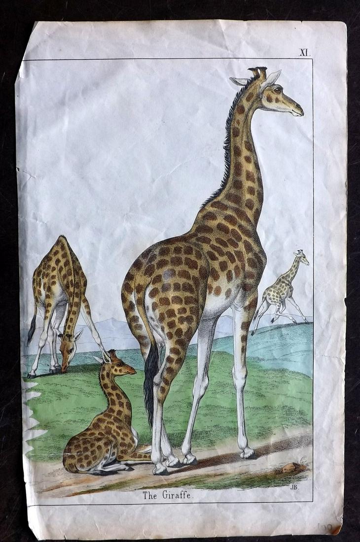 White, Adam 1862 Hand Col Print. Giraffe (1 of 2)