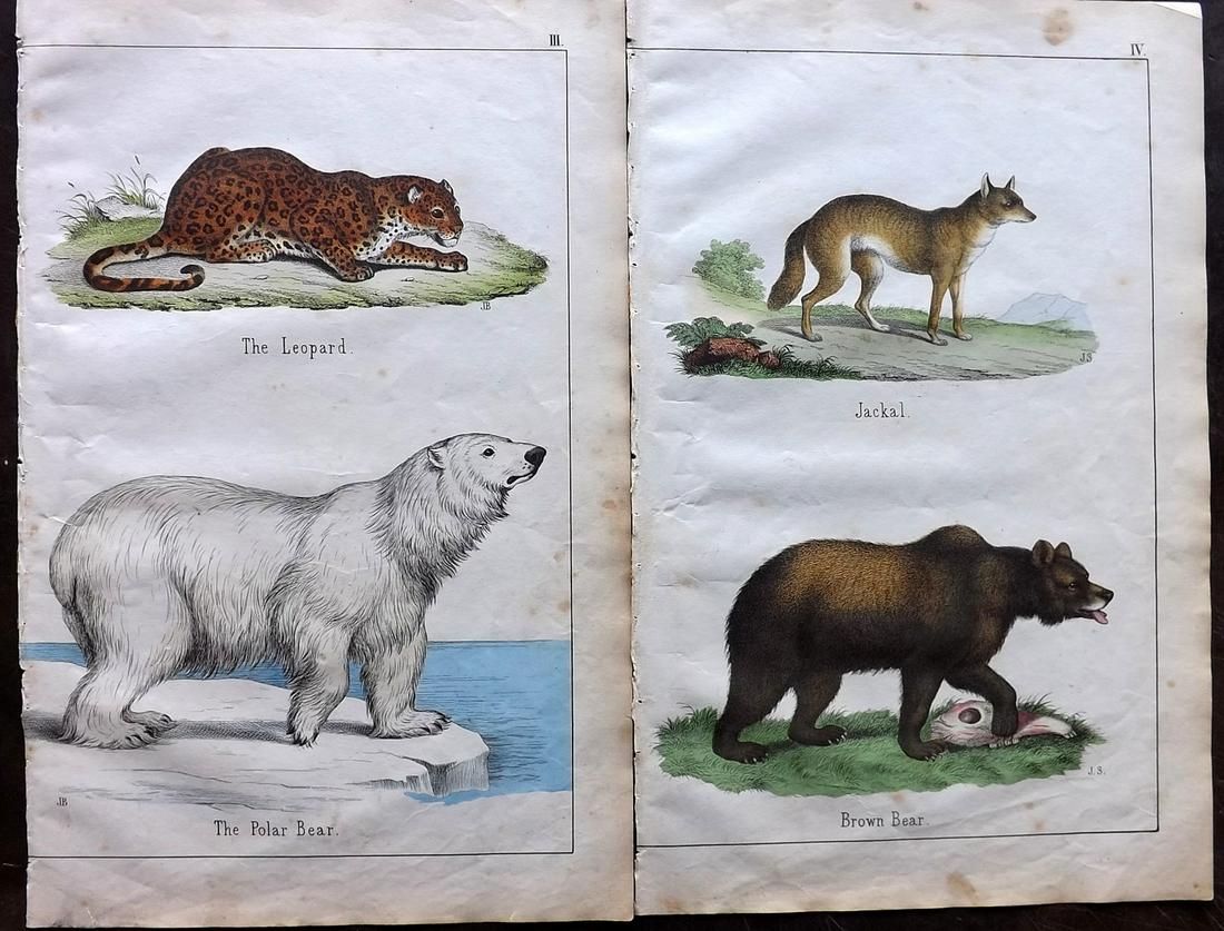 White, Adam 1862 Pair of HC Prints. Polar & Brown Bear (1 of 2)
