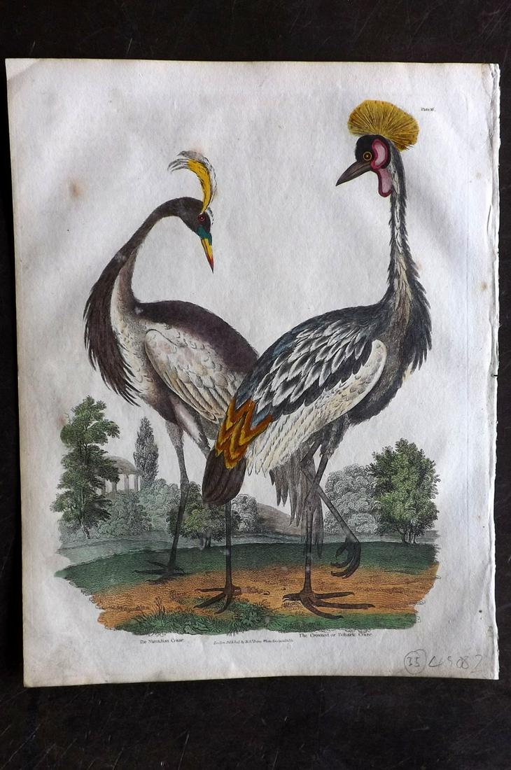 Buffon & Smellie C1821 HC Bird Print. Cranes: Hand Colored Copper Plate Published C1821 by Thomas Kelly, London for "A Natural History, General and Particular..." by The Comte de Buffon and William Smellie. Paper Size: 10 x 8 inch (26 x 21cm) Ver