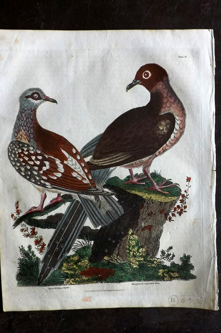 Buffon & Smellie C1821 HC Bird Print. Pigeons & Doves (1 of 2)