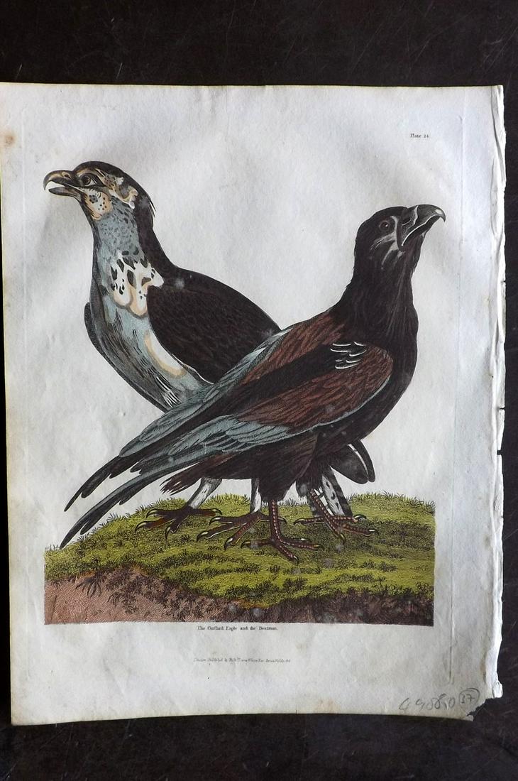 Buffon & Smellie C1821 HC Bird. Guffard Eagle, Boatman: Hand Colored Copper Plate Published C1821 by Thomas Kelly, London for "A Natural History, General and Particular..." by The Comte de Buffon and William Smellie. Paper Size: 10 x 8 inch (26 x 21cm) Ver