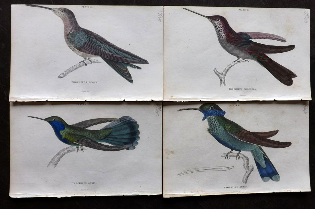 Jardine, William C1840 Lot of 4 HC Hummingbird Prints (1 of 2)