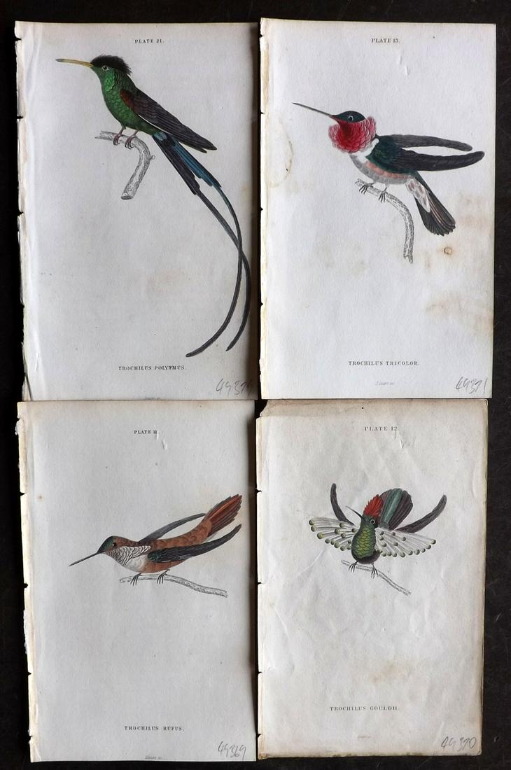 Jardine, William C1840 Lot of 4 HC Hummingbird Prints (1 of 2)