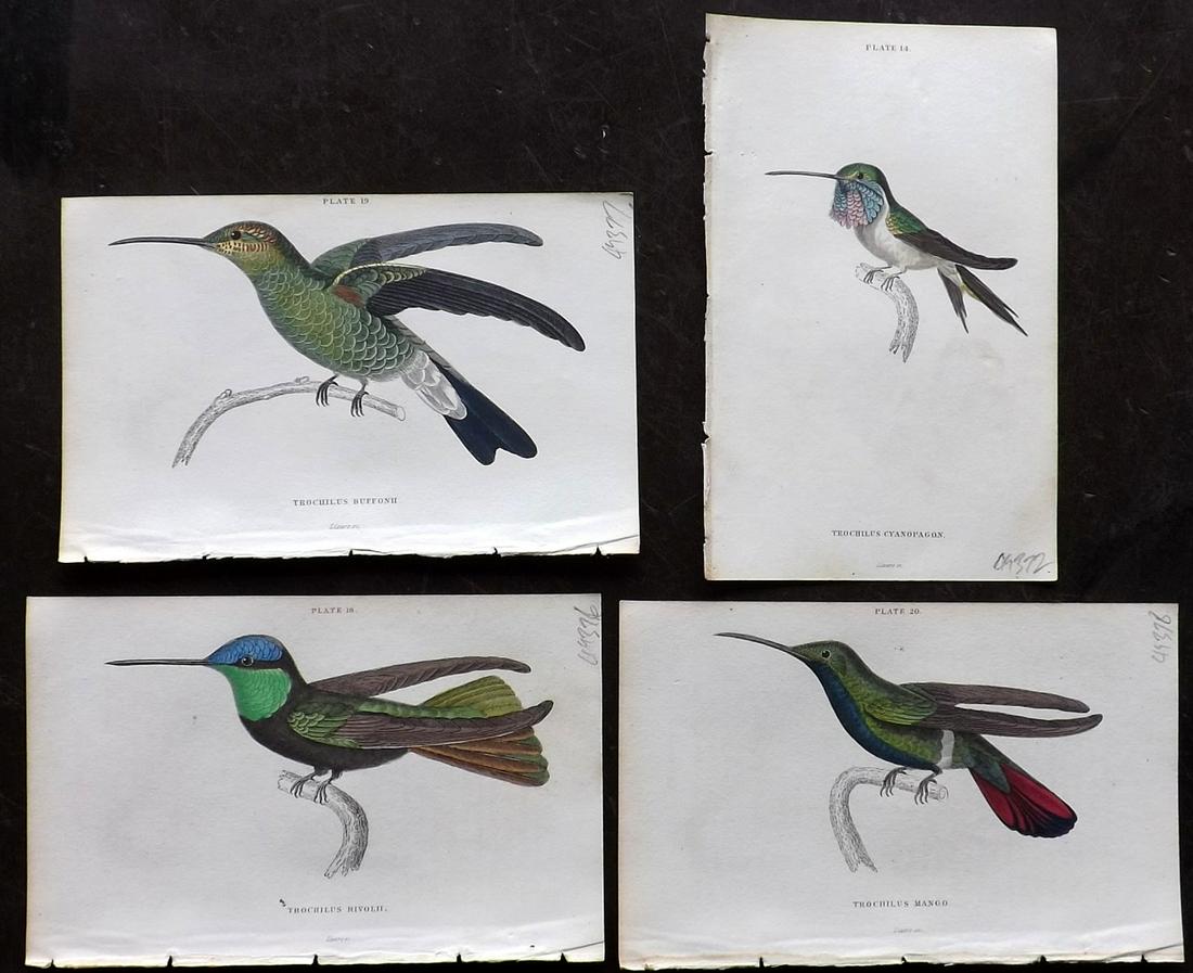 Jardine, William C1840 Lot of 4 HC Hummingbird Prints (1 of 2)