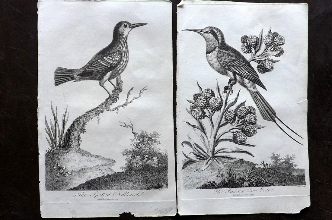 Linnaeus & George Edwards 1813 Pair of Bird Prints (1 of 2)