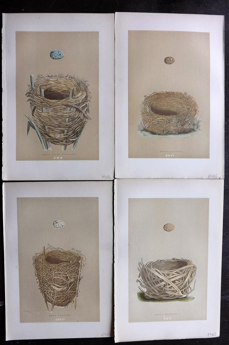 Morris, Francis 1896 Lot of 4 Antique Bird Nest Prints: Woodblocks Published 1896 by John C. Nimmo, London for "A Natural History of the Nests and Eggs of British Birds" By the Rev. Francis Orpen Morris, printed Benjamin Fawcett. Printed in colours and fin