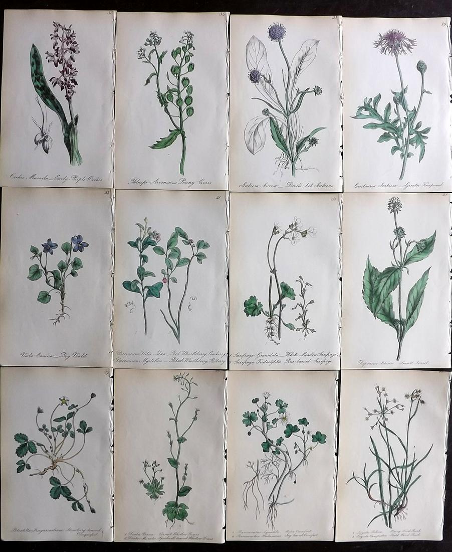 Hogg & Johnson C1870 Lot of 12 HCol Botanical Prints (1 of 2)