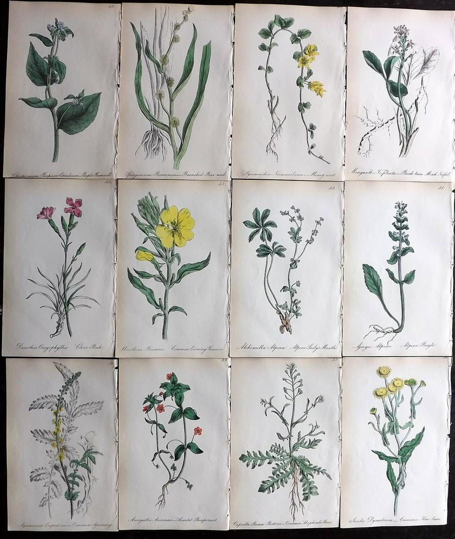Hogg & Johnson C1870 Lot of 12 HCol Botanical Prints: Hand Coloured Lithographs Published 1863-1880, London for "The Wild Flowers of Great Britain" by Robert Hogg & George W. Johnson. Paper Size: 9 x 5.5 inch (23 x 14cm) Good Condition
