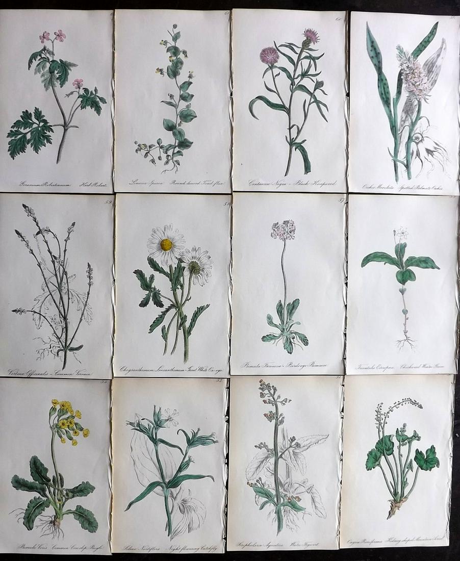 Hogg & Johnson C1870 Lot of 12 HCol Botanical Prints: Hand Coloured Lithographs Published 1863-1880, London for "The Wild Flowers of Great Britain" by Robert Hogg & George W. Johnson. Paper Size: 9 x 5.5 inch (23 x 14cm) Good Condition