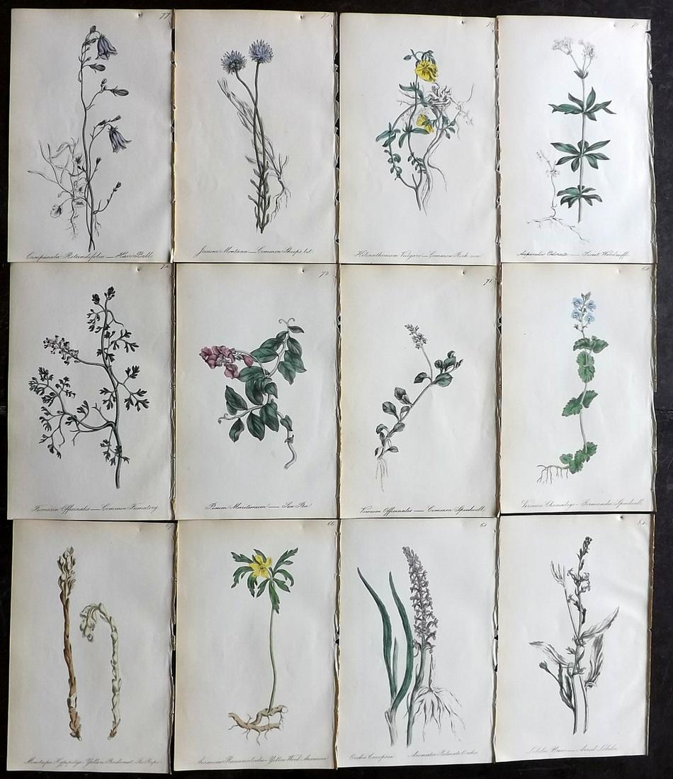 Hogg & Johnson C1870 Lot of 12 HCol Botanical Prints: Hand Coloured Lithographs Published 1863-1880, London for "The Wild Flowers of Great Britain" by Robert Hogg & George W. Johnson. Paper Size: 9 x 5.5 inch (23 x 14cm) Good Condition