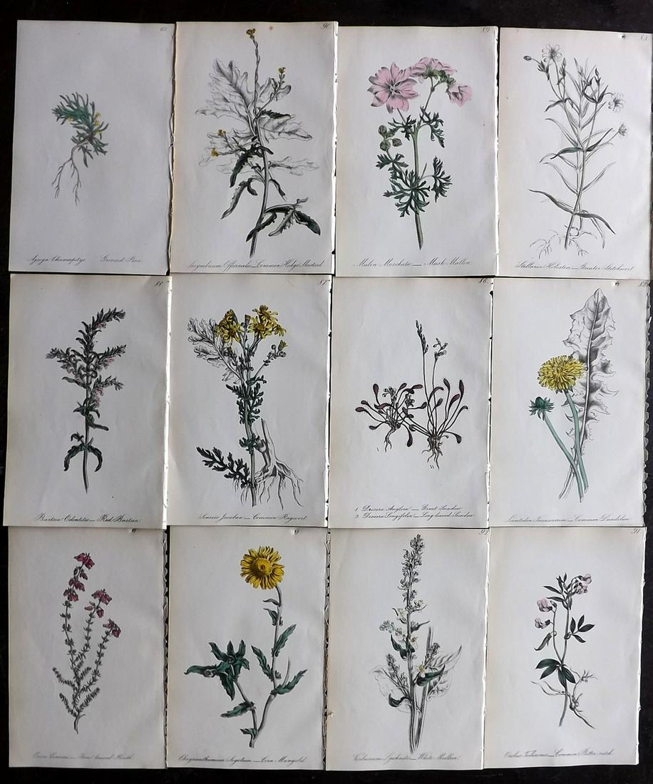 Hogg & Johnson C1870 Lot of 12 HCol Botanical Prints: Hand Coloured Lithographs Published 1863-1880, London for "The Wild Flowers of Great Britain" by Robert Hogg & George W. Johnson. Paper Size: 9 x 5.5 inch (23 x 14cm) Good Condition