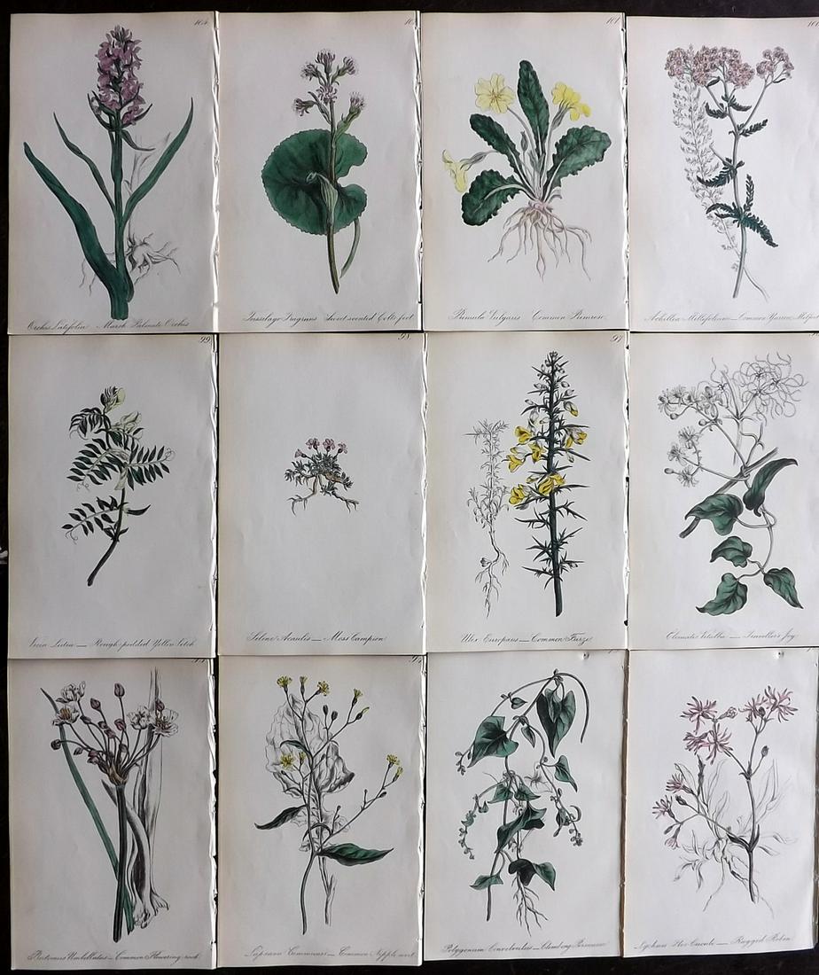 Hogg & Johnson C1870 Lot of 12 HCol Botanical Prints (1 of 2)