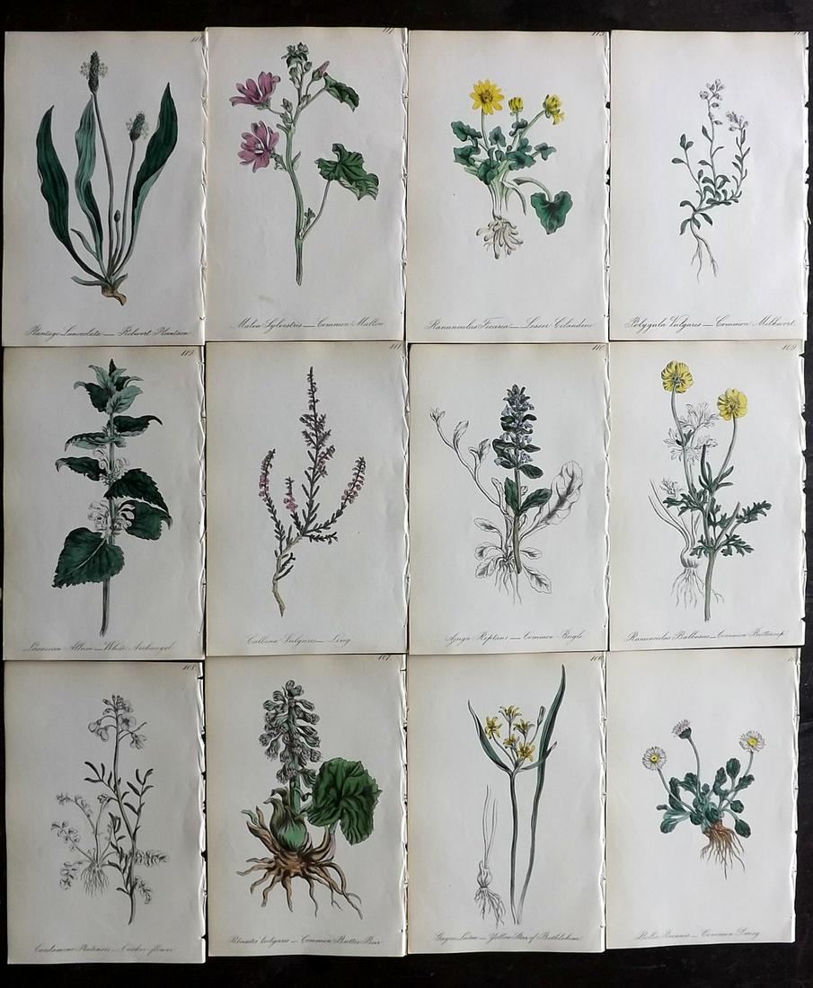 Hogg & Johnson C1870 Lot of 12 HCol Botanical Prints: Hand Coloured Lithographs Published 1863-1880, London for "The Wild Flowers of Great Britain" by Robert Hogg & George W. Johnson. Paper Size: 9 x 5.5 inch (23 x 14cm) Good Condition