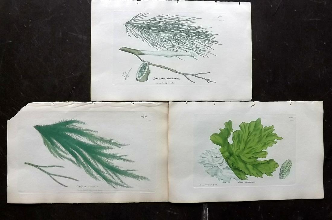 Sowerby, James 1846 Lot of 3 HCol Green Seaweed Prints: Full Hand Colored Etchings Published London, 1832-46 for "English Botany; or, Coloured Figures of British Plants…" Second Edition by James Sowerby and Edward Smith. Paper Size: 9 x 5.5 inch (23 x 14