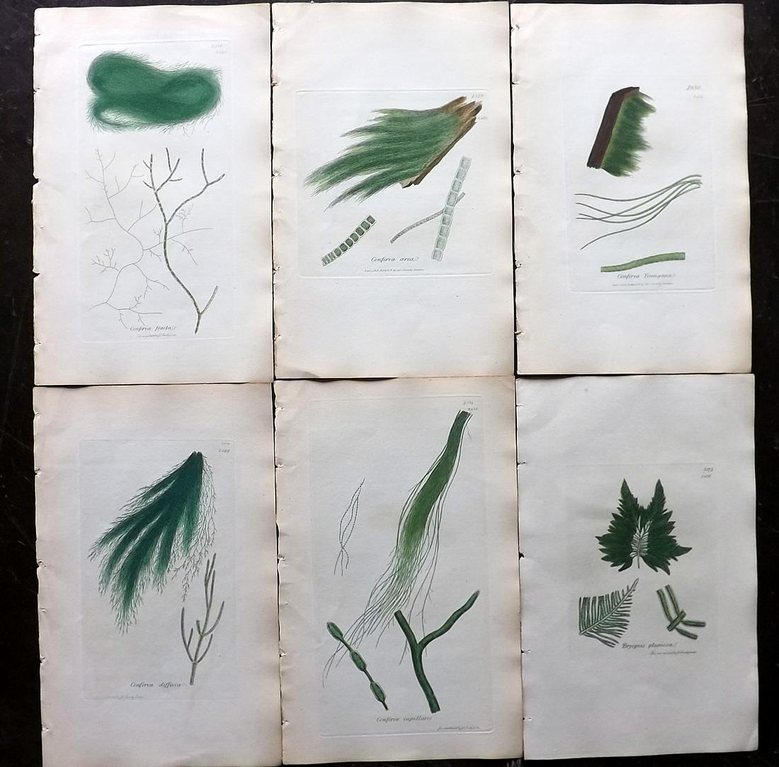 Sowerby, James 1846 Lot of 6 HCol Green Seaweed Prints: Full Hand Colored Etchings Published London, 1832-46 for "English Botany; or, Coloured Figures of British Plants…" Second Edition by James Sowerby and Edward Smith. Paper Size: 9 x 5.5 inch (23 x 14