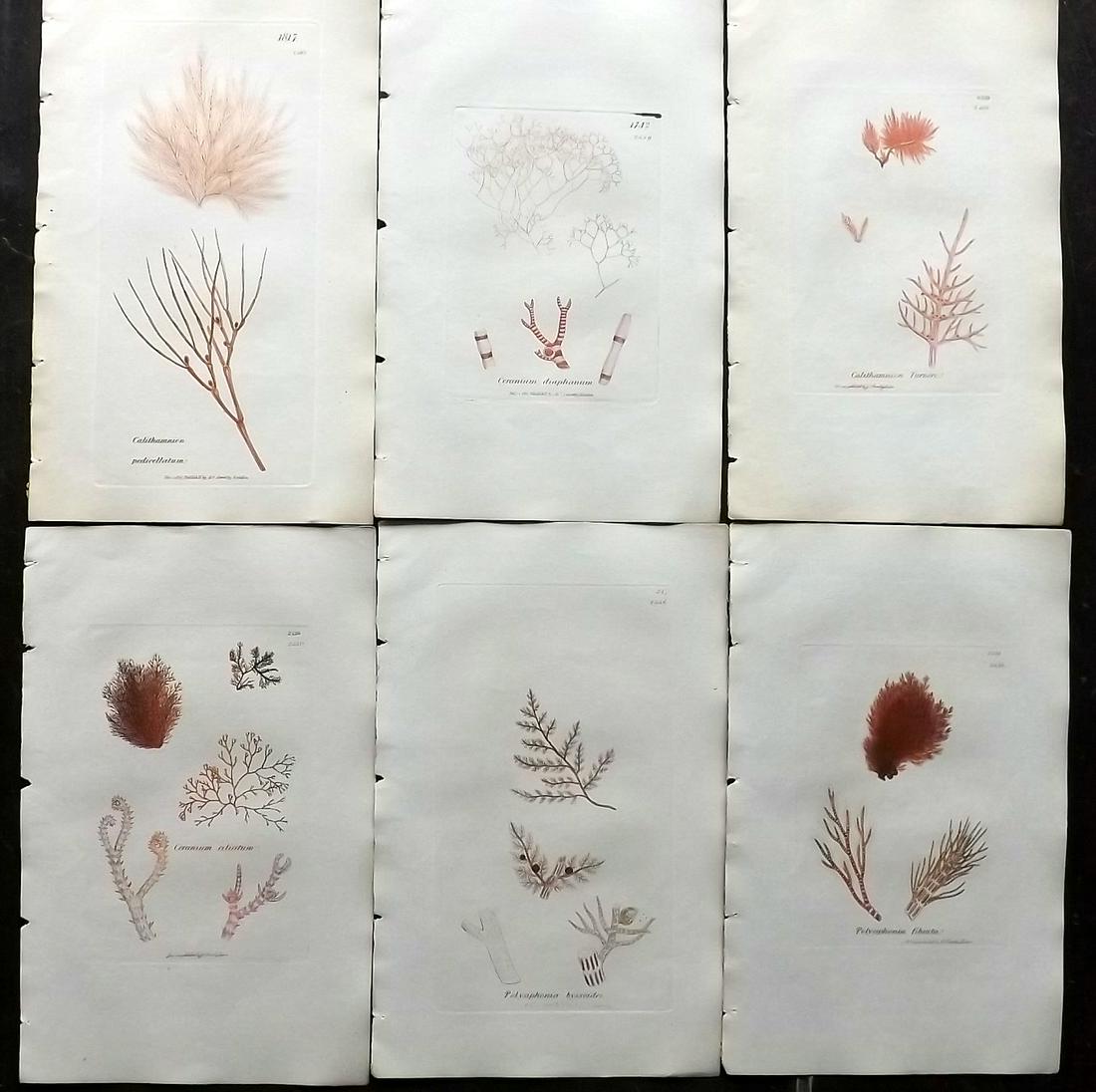 Sowerby, James 1846 Lot of 6 HCol Red Seaweed Prints (1 of 2)