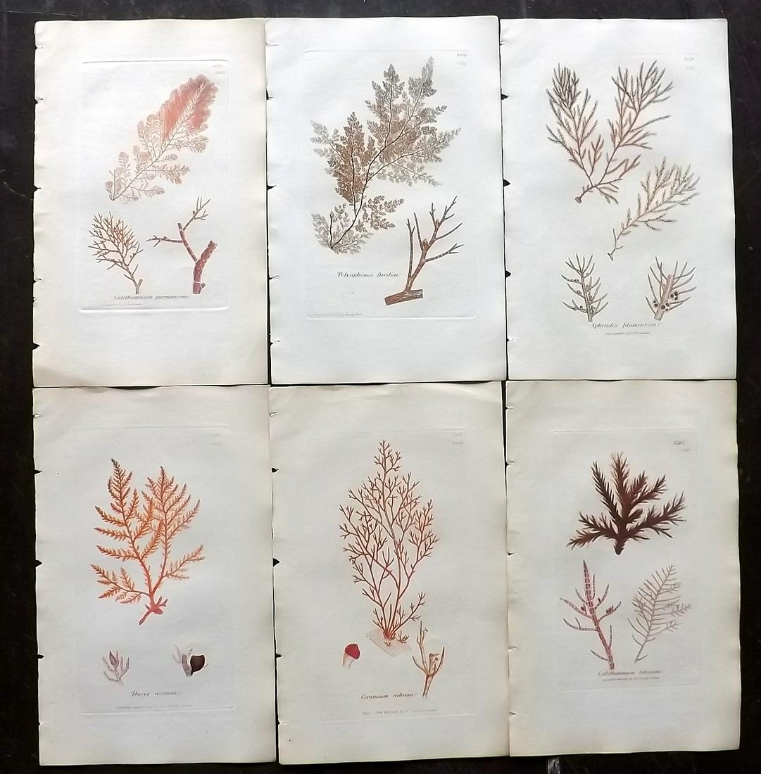 Sowerby, James 1846 Lot of 6 HCol Red Seaweed Prints (1 of 2)