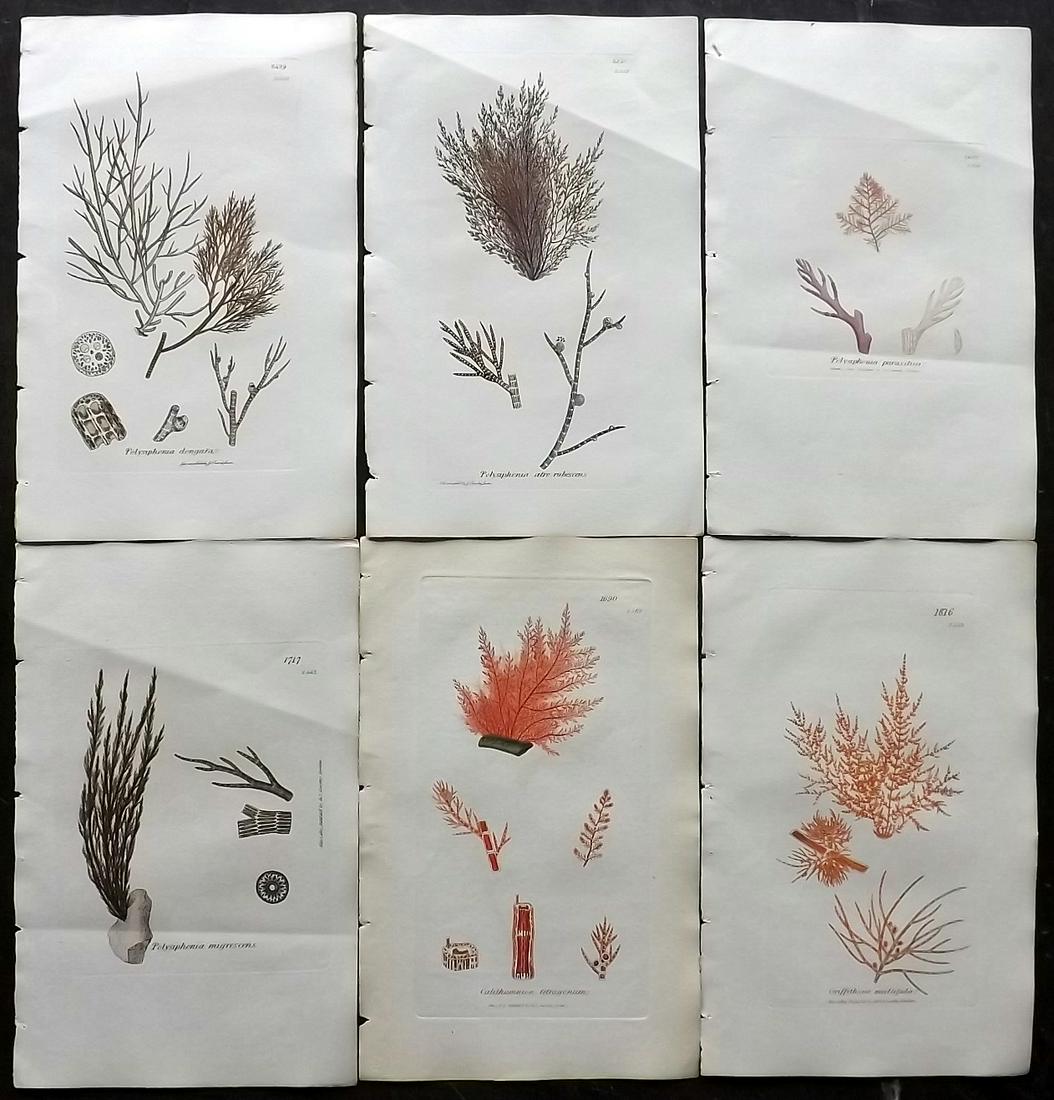 Sowerby, James 1846 Lot of 6 HCol Red Seaweed Prints: Full Hand Colored Etchings Published London, 1832-46 for "English Botany; or, Coloured Figures of British Plants…" Second Edition by James Sowerby and Edward Smith. Paper Size: 9 x 5.5 inch (23 x 14