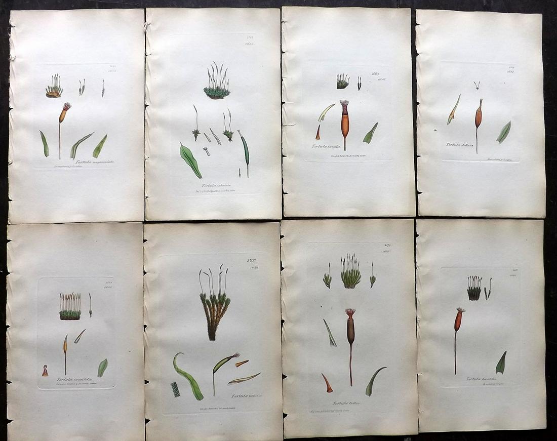 Sowerby, James 1846 Lot of 8 Hand Col Moss Prints: Full Hand Colored Etchings Published London, 1832-46 for "English Botany; or, Coloured Figures of British Plants…" Second Edition by James Sowerby and Edward Smith. Paper Size: 9 x 5.5 inch (23 x 14