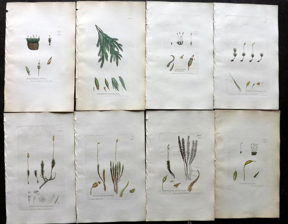 Sowerby, James 1846 Lot of 8 Hand Col Moss Prints: Full Hand Colored Etchings Published London, 1832-46 for "English Botany; or, Coloured Figures of British Plants…" Second Edition by James Sowerby and Edward Smith. Paper Size: 9 x 5.5 inch (23 x 14