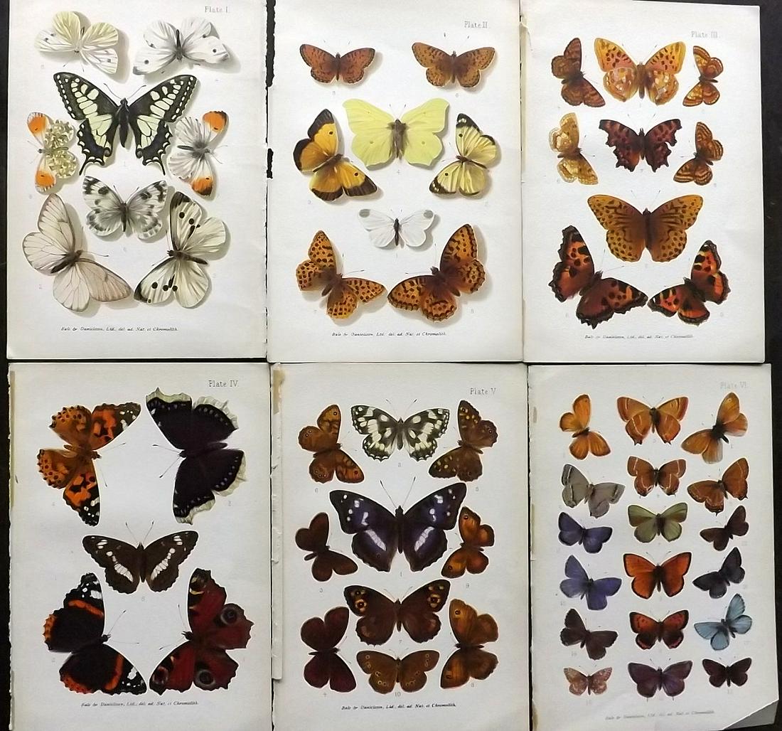 Furneaux, William 1905 Lot of 6 Butterfly Prints (1 of 2)