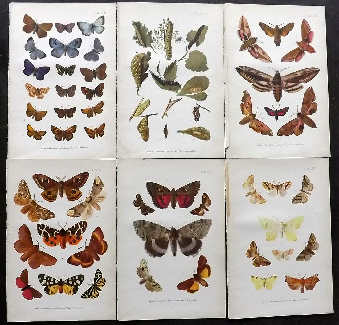 Furneaux, William 1905 Lot of 6 Moth Prints (1 of 2)