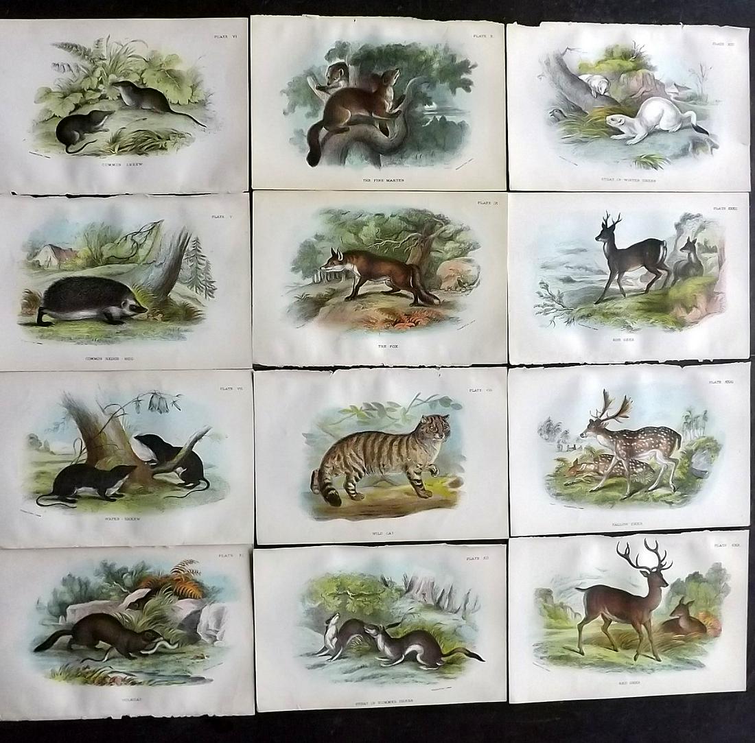 Lloyds's 1896 Lot of 12 Antique Prints. British Mammals: Chromolithographs Published 1894-97, London for "Lloyds's Natural History..." Edited by R. Bowdler Sharpe, W. F. Kirby, H. O. Forbes, R. Lydekker, and W. R. Olive-Grant. Illustrated after Keulemans, G