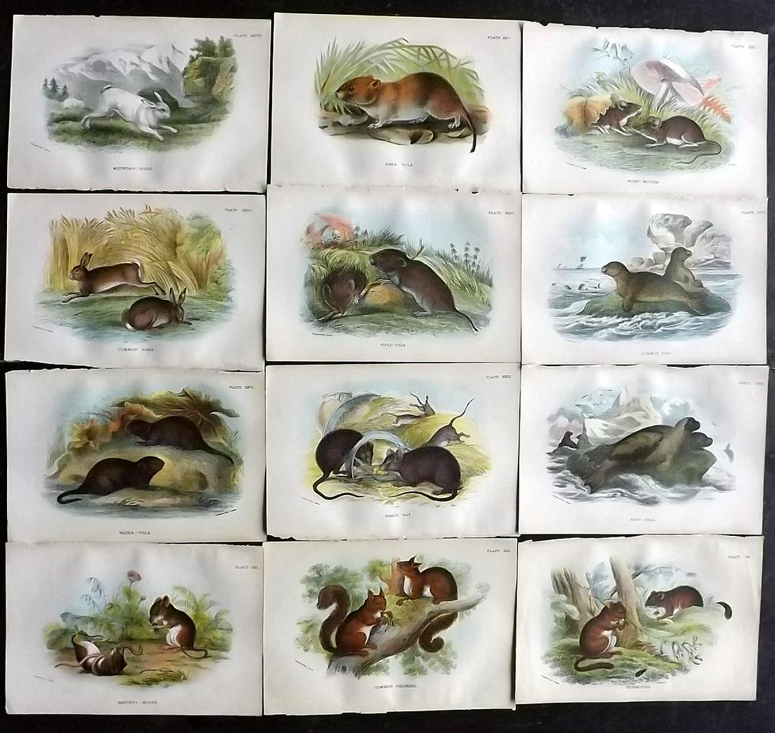 Lloyds's 1896 Lot of 12 Antique Prints. British Mammals: Chromolithographs Published 1894-97, London for "Lloyds's Natural History..." Edited by R. Bowdler Sharpe, W. F. Kirby, H. O. Forbes, R. Lydekker, and W. R. Olive-Grant. Illustrated after Keulemans, G