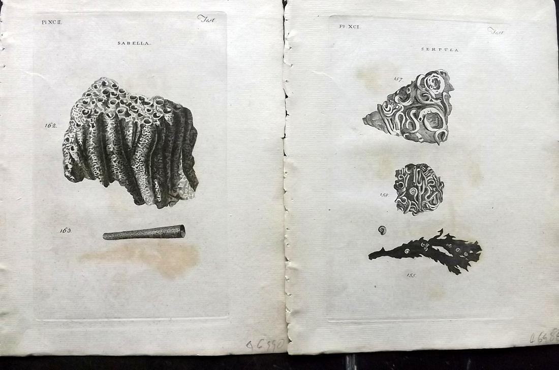 Pennant, Thomas 1776 Pair of Antique Shell Prints (1 of 2)