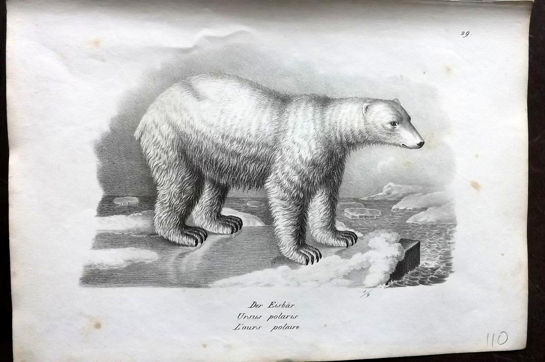 Schinz & Brodtmann 1827 Folio Print. Polar Bear (1 of 2)