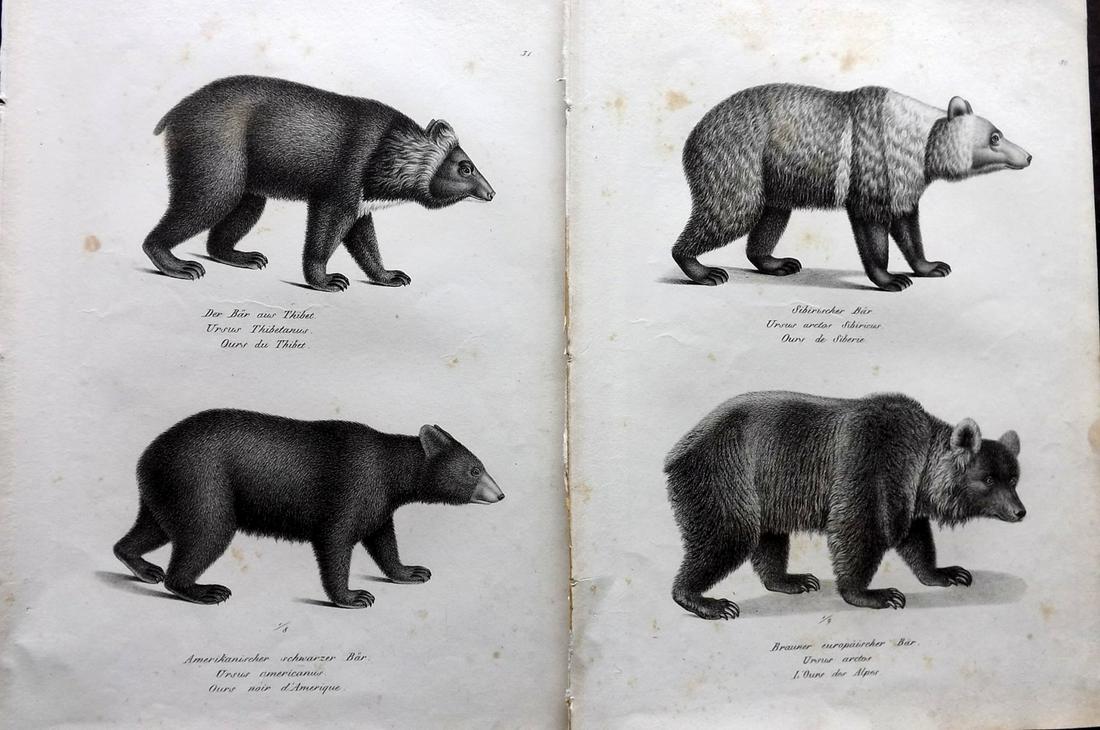 Schinz & Brodtmann 1827 Pair of Prints. Bears: Folio Lithographs Published Zurich 1827 for "Naturhistorische Abbildungen der Saeugethiere" by Heinrich Rudolph Schinz. Lithographed by Karl Joseph Brodtmann. Paper Size: 13 x 9.5 inch (33 x 24cm) Som