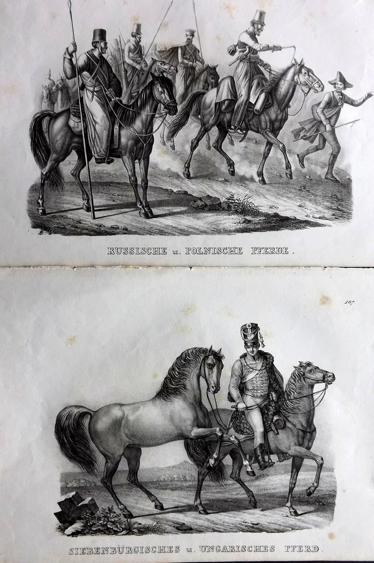 Schinz & Brodtmann 1827 Pair of Prints. Horses: Folio Lithographs Published Zurich 1827 for "Naturhistorische Abbildungen der Saeugethiere" by Heinrich Rudolph Schinz. Lithographed by Karl Joseph Brodtmann. Paper Size: 13 x 9.5 inch (33 x 24cm) Som