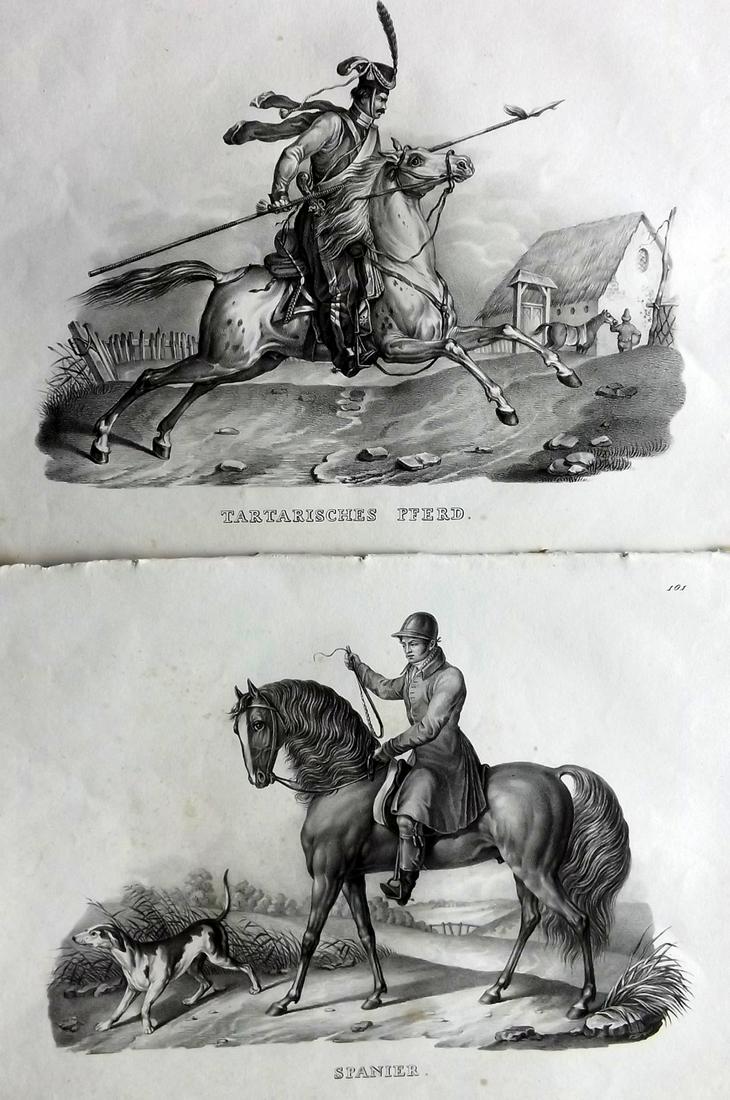 Schinz & Brodtmann 1827 Pair of Prints. Horses: Folio Lithographs Published Zurich 1827 for "Naturhistorische Abbildungen der Saeugethiere" by Heinrich Rudolph Schinz. Lithographed by Karl Joseph Brodtmann. Paper Size: 13 x 9.5 inch (33 x 24cm) Som