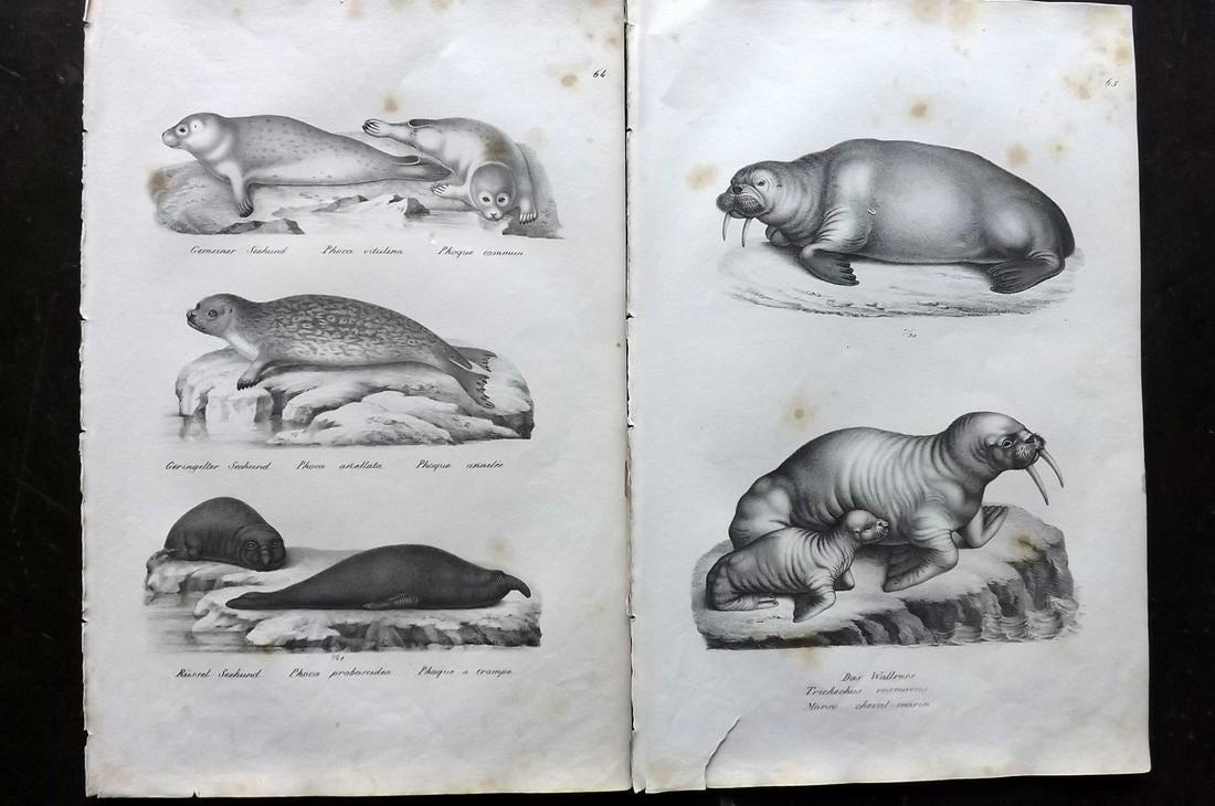 Schinz & Brodtmann 1827 Pair of Prints. Seals, Walrus: Folio Lithographs Published Zurich 1827 for "Naturhistorische Abbildungen der Saeugethiere" by Heinrich Rudolph Schinz. Lithographed by Karl Joseph Brodtmann. Paper Size: 13 x 9.5 inch (33 x 24cm) Som