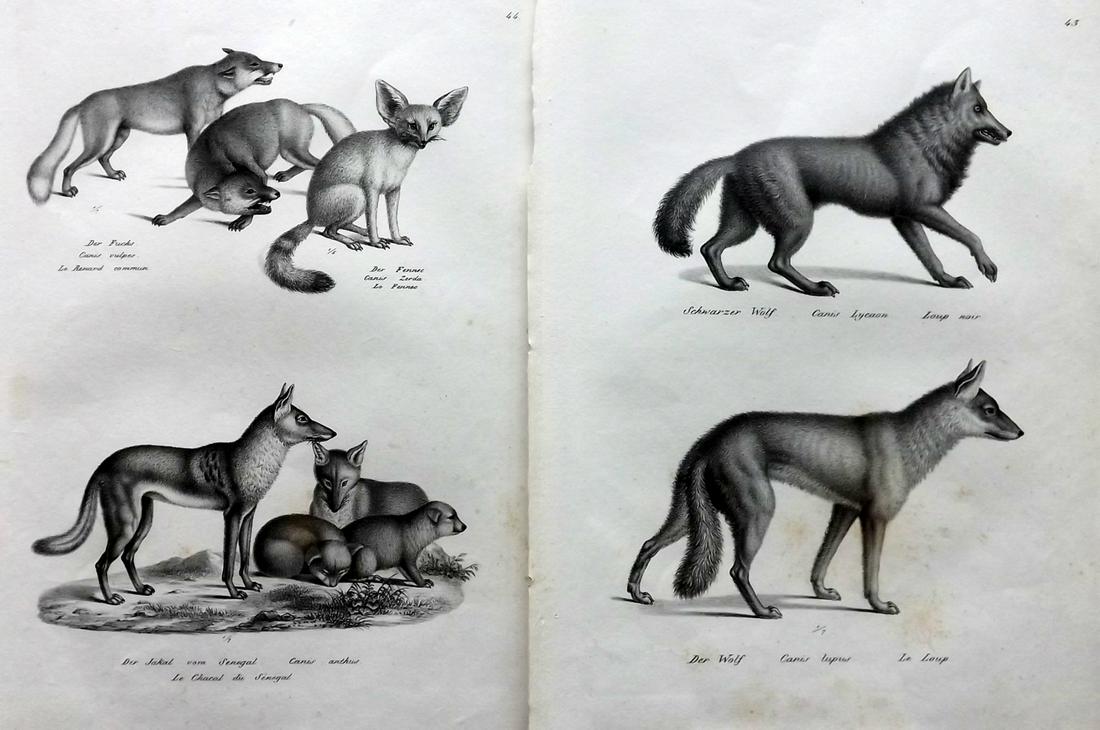 Schinz & Brodtmann 1827 Pair of Prints. Wolf, Jackal (1 of 2)