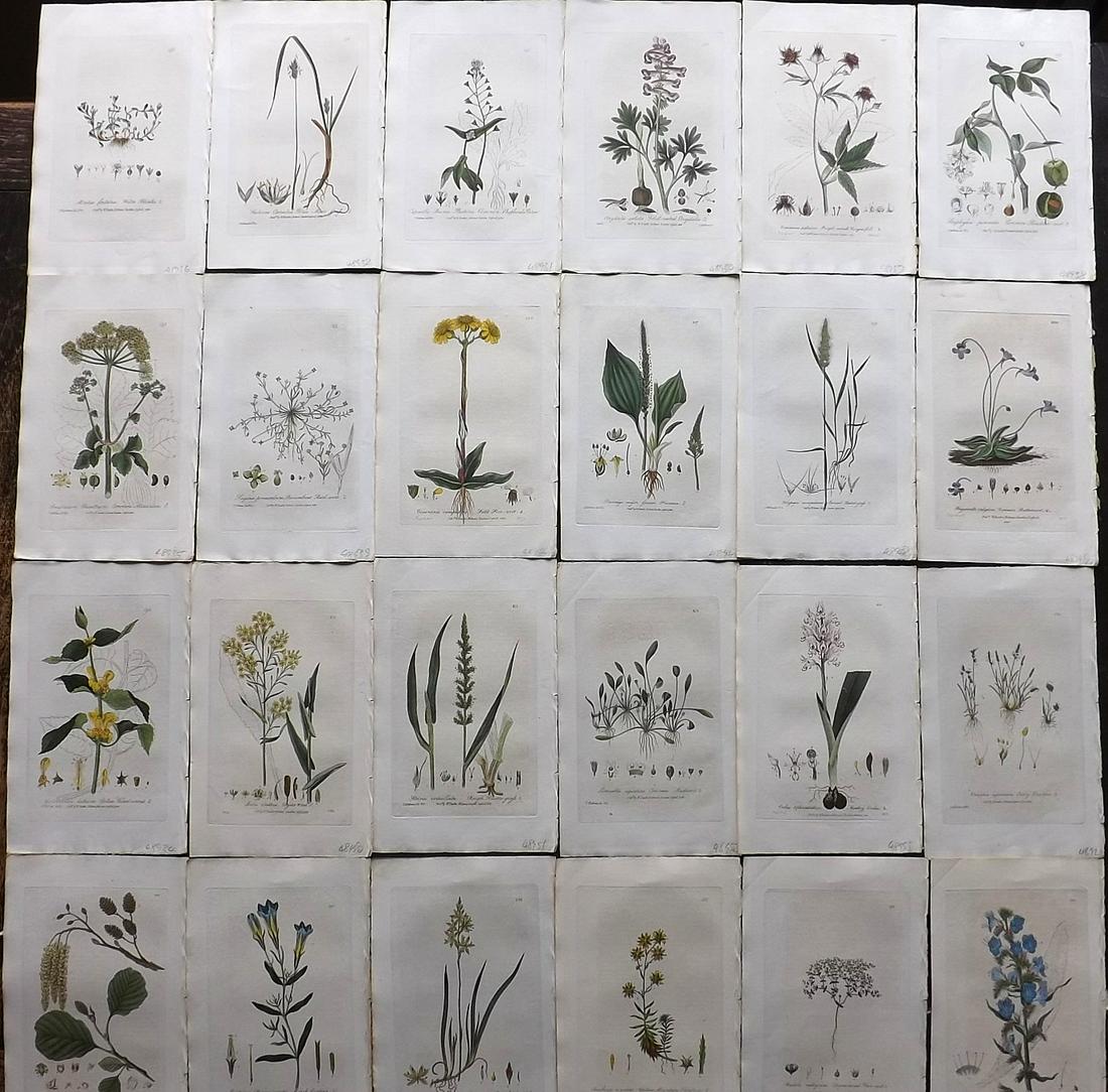 Baxter, William 1836 Lot 24 Hand Col Botanical Prints: Hand Colored Etchings Published 1834-43, Oxford for "British Phaenogamous Botany; or, Figures and Descriptions of British Flowering Plants" by William Baxter. Paper Size: 9 x 5.5 inch (23 x 14cm) Very