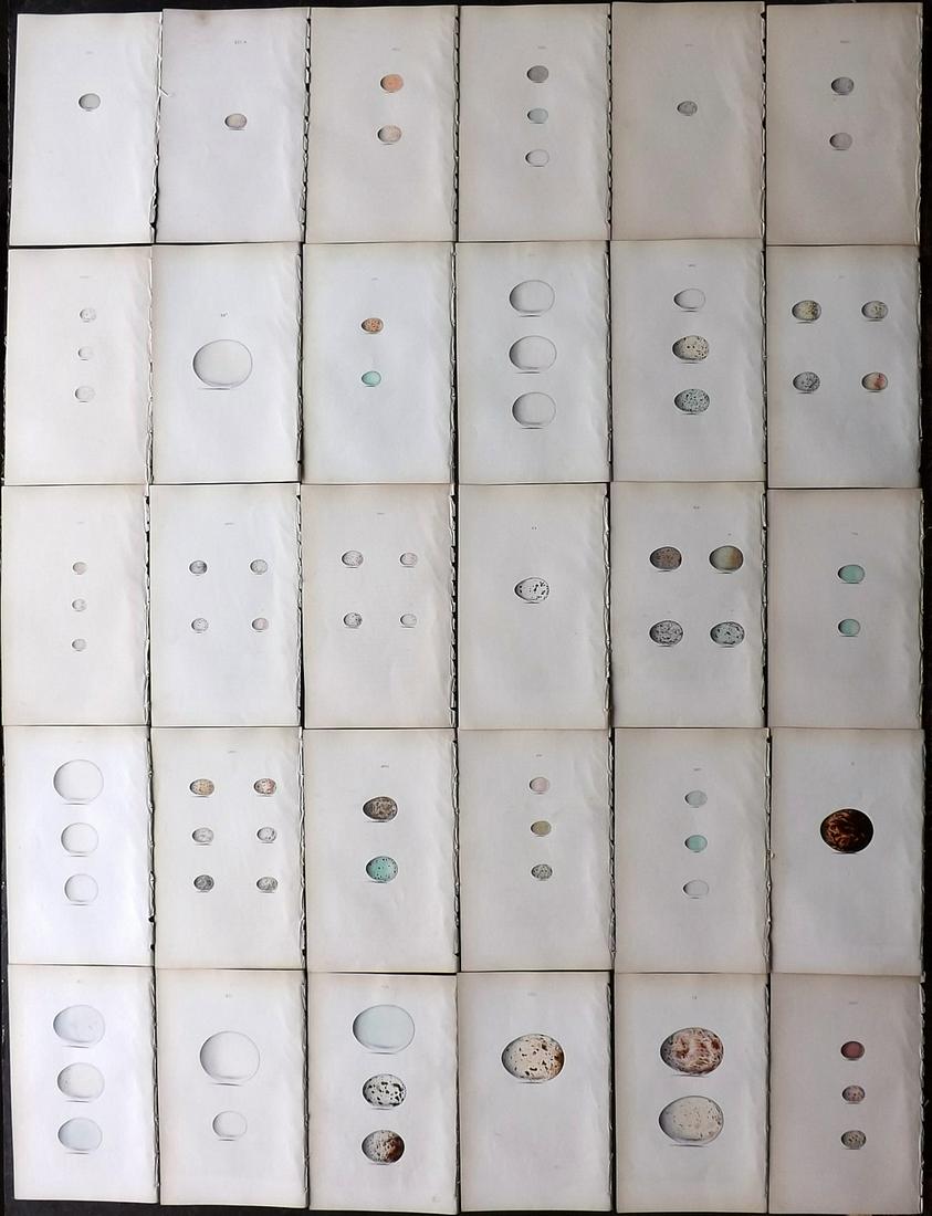 Hewitson, William 1846 Lot of 30 HCol Bird Egg Prints (1 of 10)