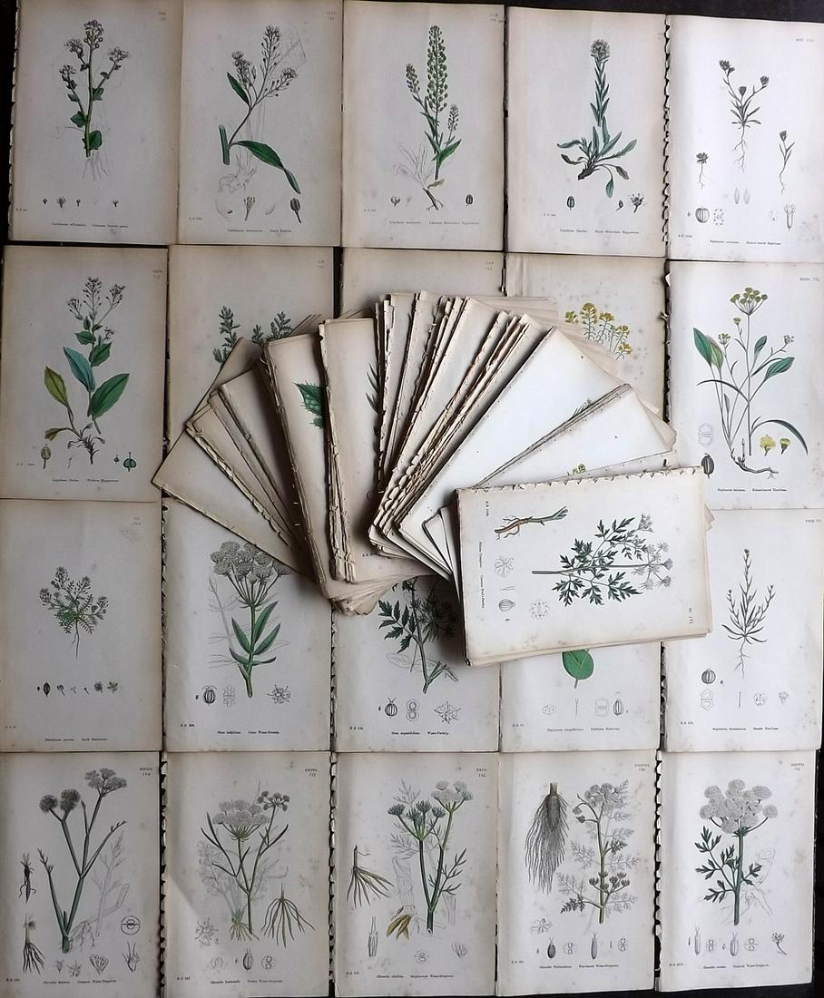 Sowerby, James C1870 Lot of 160 HCol Botanical Prints (1 of 13)