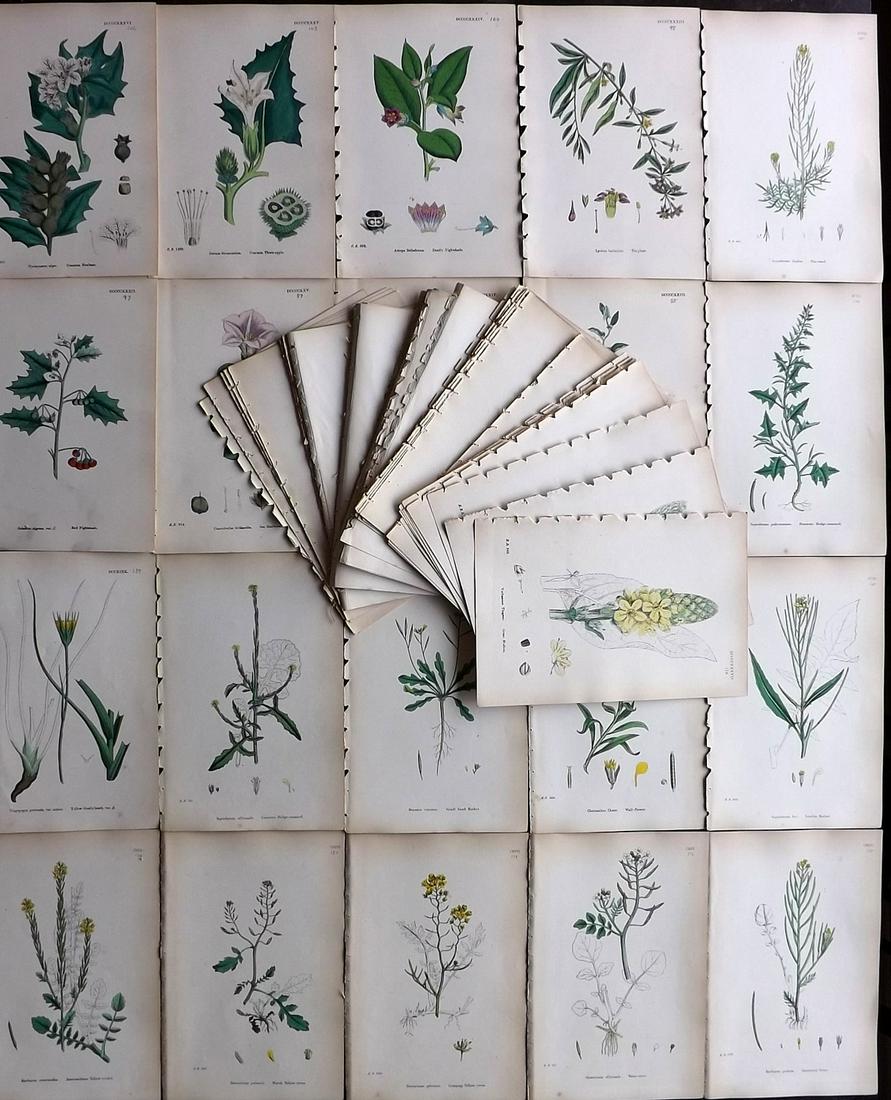 Sowerby, James C1870 Lot of 80 HCol Botanical Prints (1 of 10)
