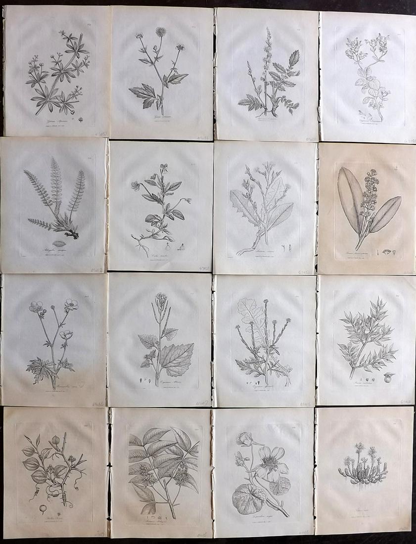 Woodville, William 1794 Lot of 16 Botanical Prints (1 of 9)