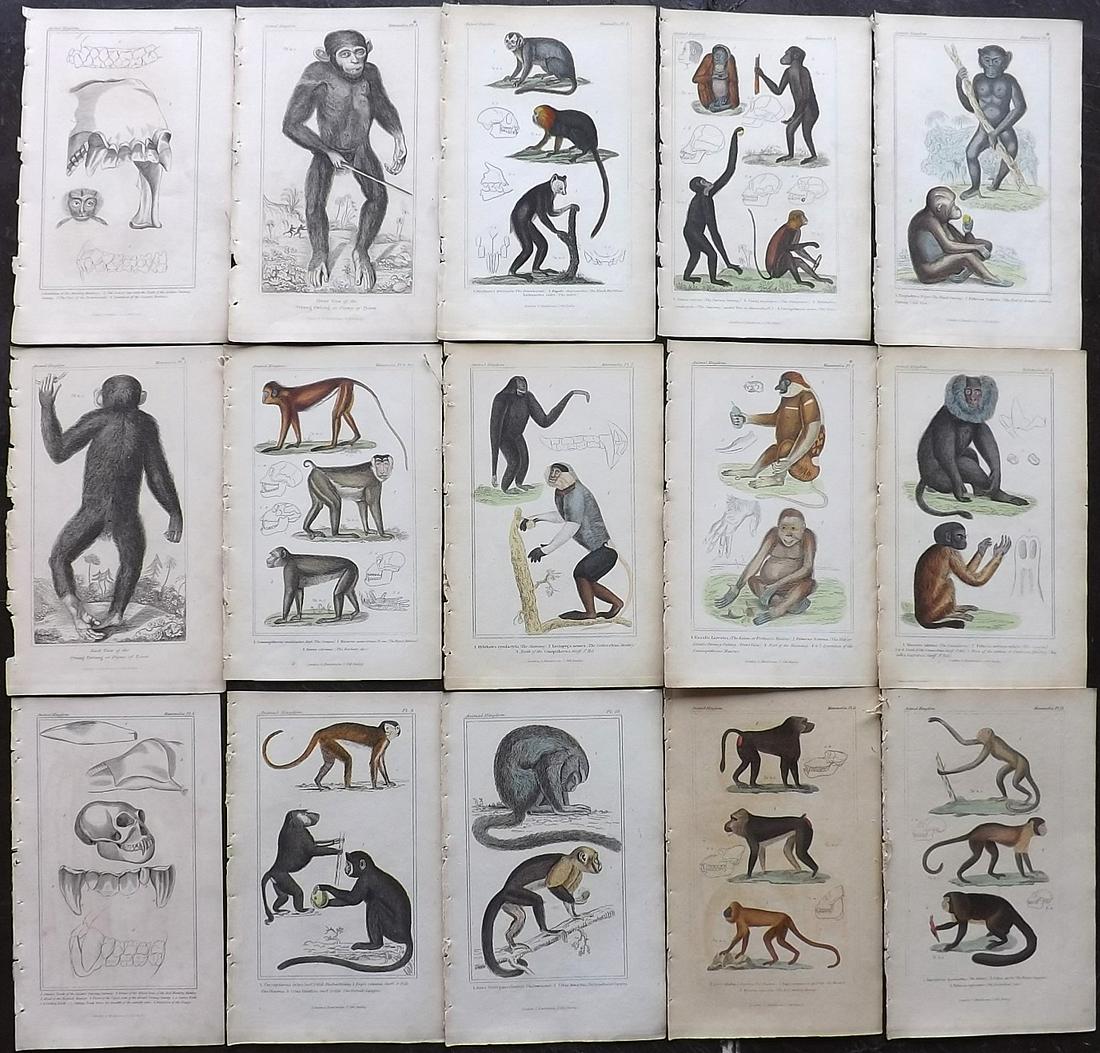Cuvier, Baron 1837 Lot of 15 Hand Col Monkey Prints (1 of 7)